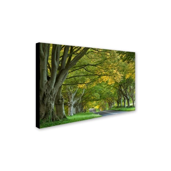 Adam Burton 'The Beech Avenue' Canvas Art,16x24